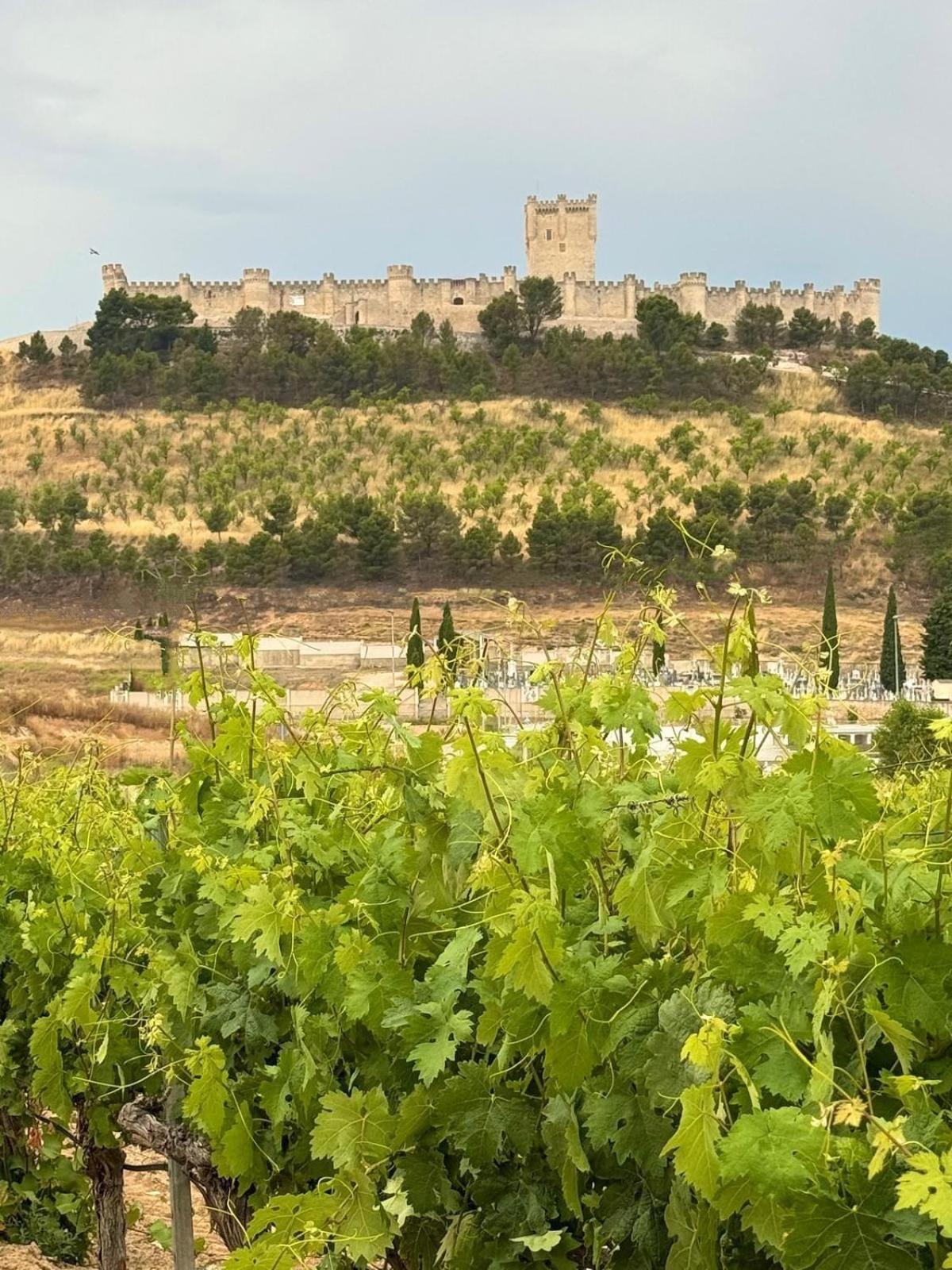 Finca Entrevinedos De Bodegas Marcos Peñafiel Exterior foto
